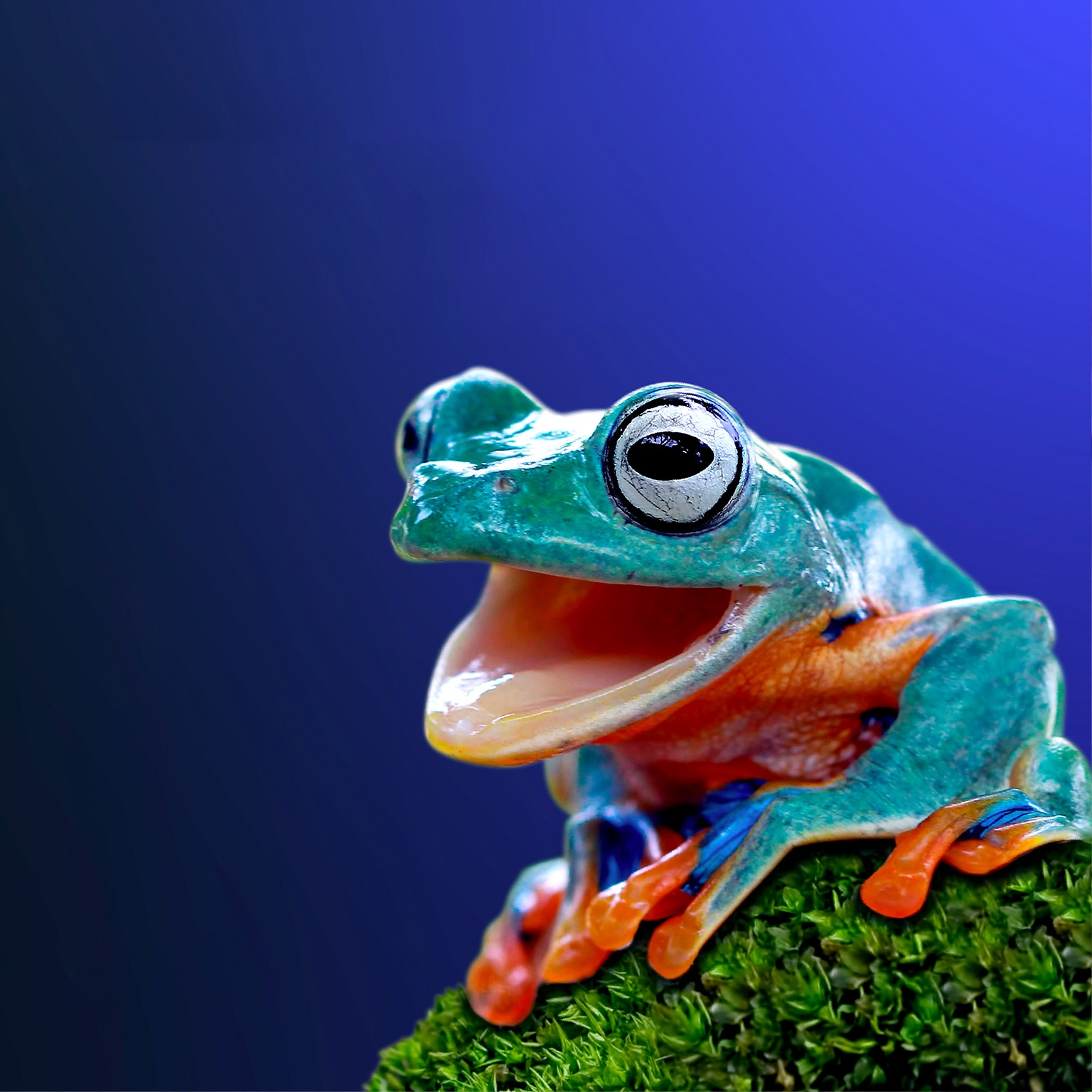 Photo of colorful exotic frog