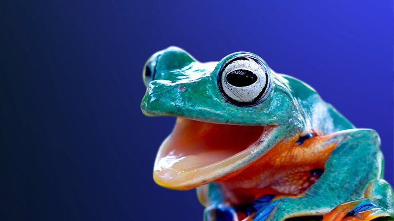 Photo of colorful exotic frog