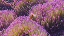 Fish swimming in coral - stock photo