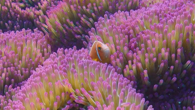 Fish swimming in coral - stock photo