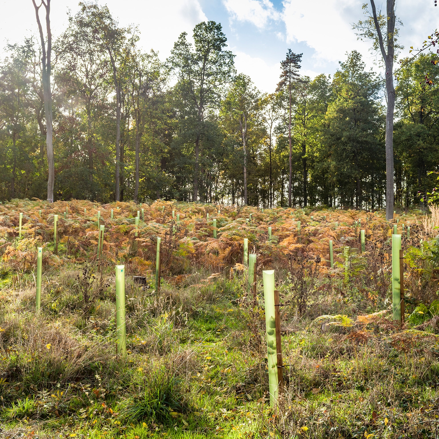 Reforestation, planting trees in a woodland, UK stock photo