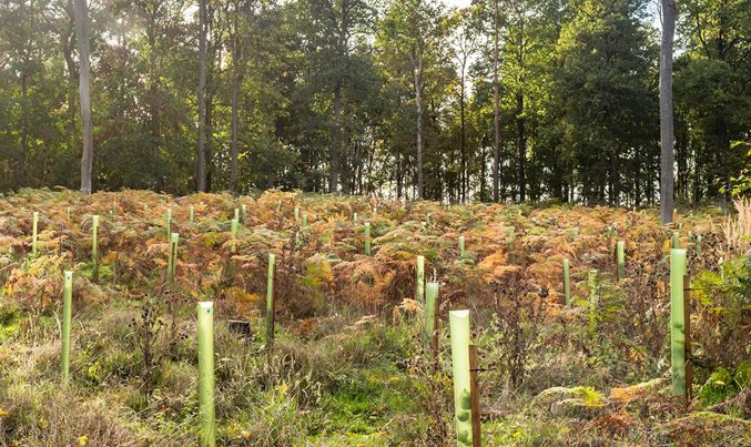 Anne Finucane on carbon credits, nature, and the path to net zero - Vimarsana News