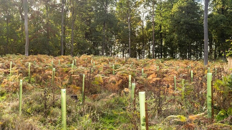Reforestation, planting trees in a woodland, UK stock photo