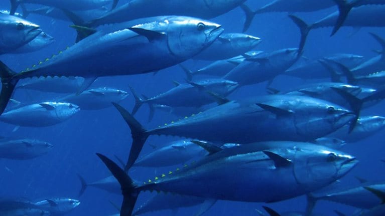 Bluefin Tuna stock photo