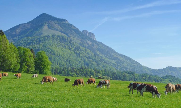 Achieving optimal yields and efficiency in European meat processing