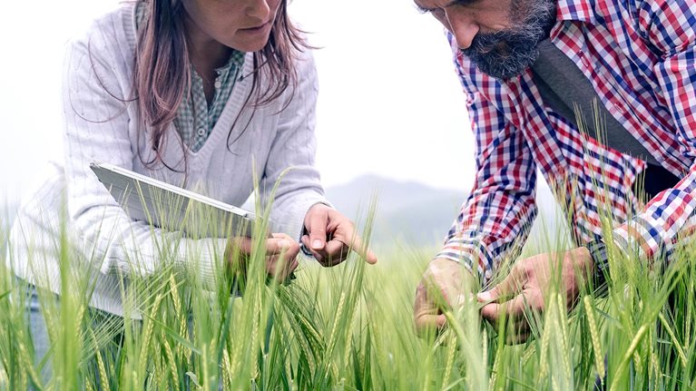 Farmers with digital tablet examining wheat field.