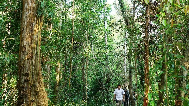 Dharsono Hartono walking through Indonesian peatlands