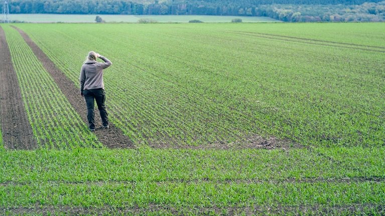 Female farmer takes a look of sowing from the winter wheat