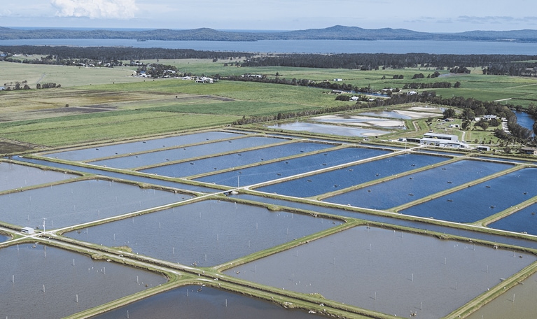 Aerial view of water aerators on a prawn farm in Australia.
