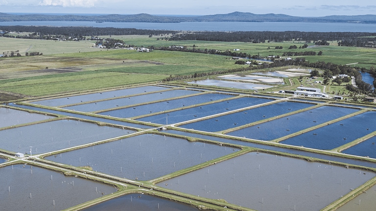 Aerial view of water aerators on a prawn farm in Australia.