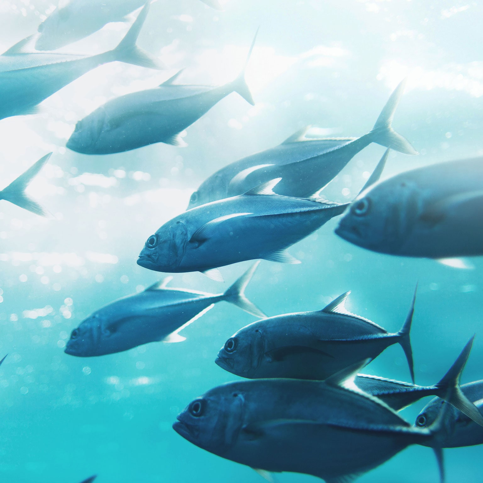 Precision fisheries: Navigating a sea of troubles with advanced analytics