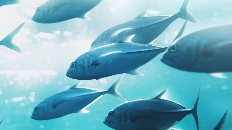 Precision fisheries: Navigating a sea of troubles with advanced analytics