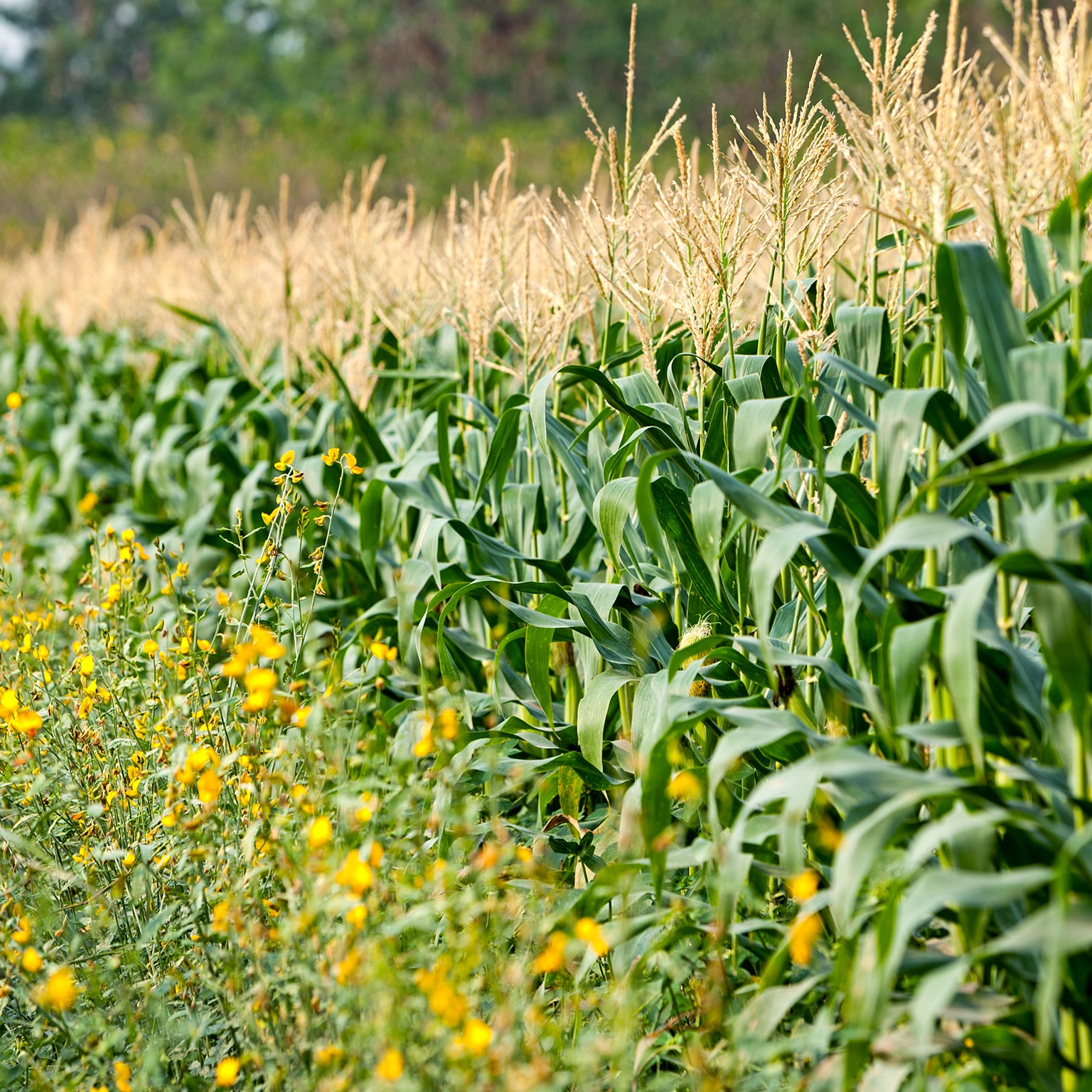 Corn Farms Agricultural Productivity