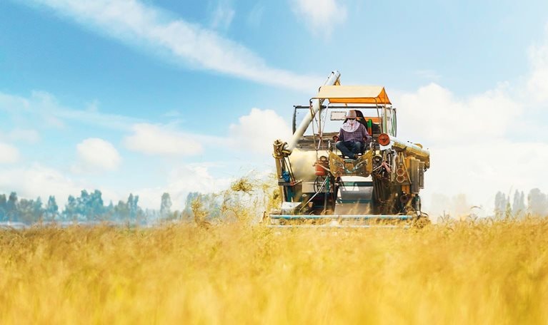 Combine Harvester working on the Yellow Rice Field with Blue Sky. - stock photo