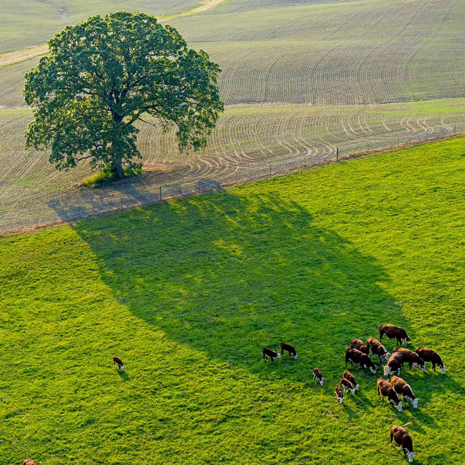 A soil productivity system reveals most Brazilian agricultural lands are  below their maximum potential