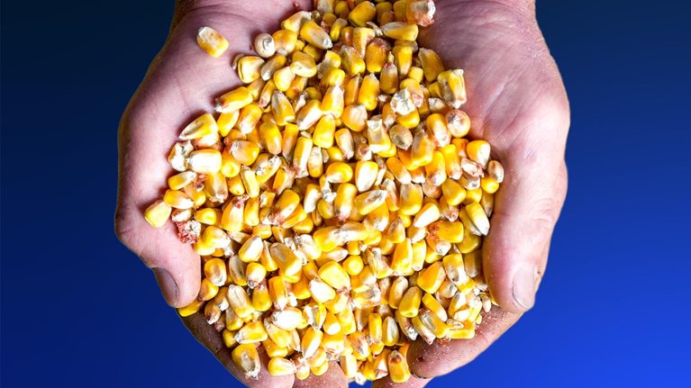 Handful of corn kernels
