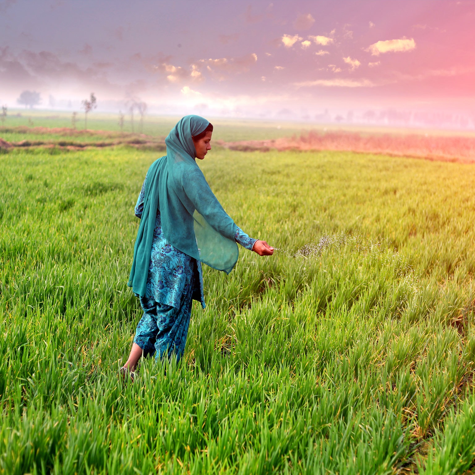 An agriculture worker in a field of crops