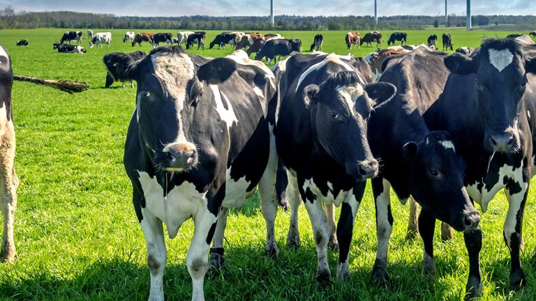 Cows grazing on a green lush meadow