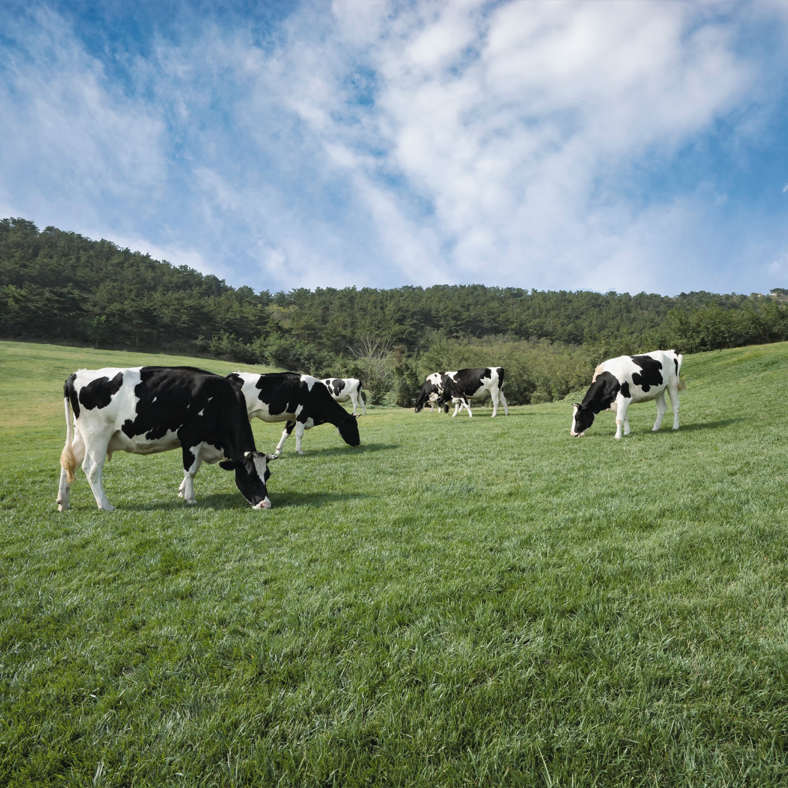 What US dairy executives learned from the pandemic