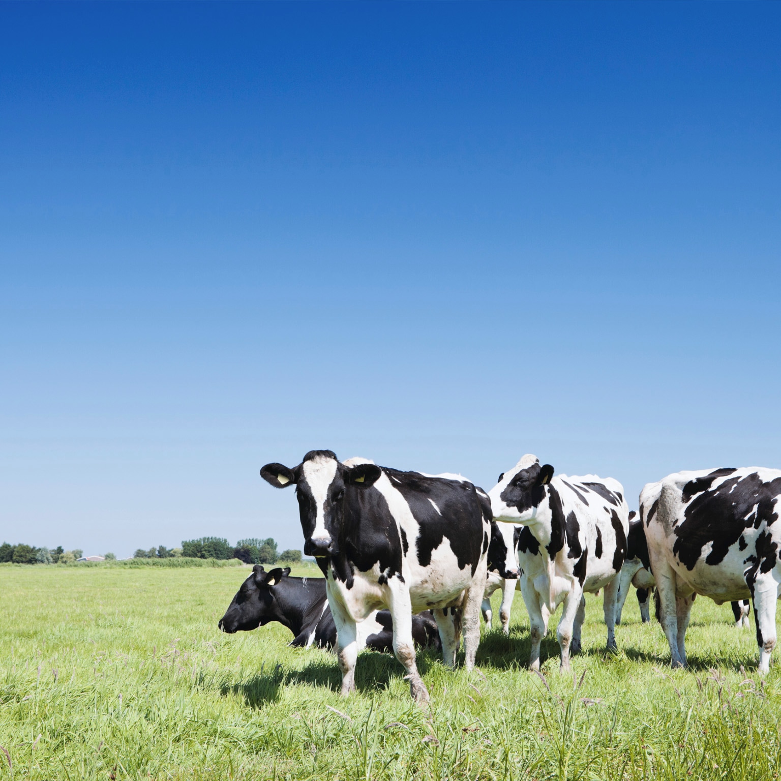 What’s ahead for the dairy industry