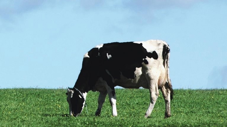 What’s next for the North American dairy industry?