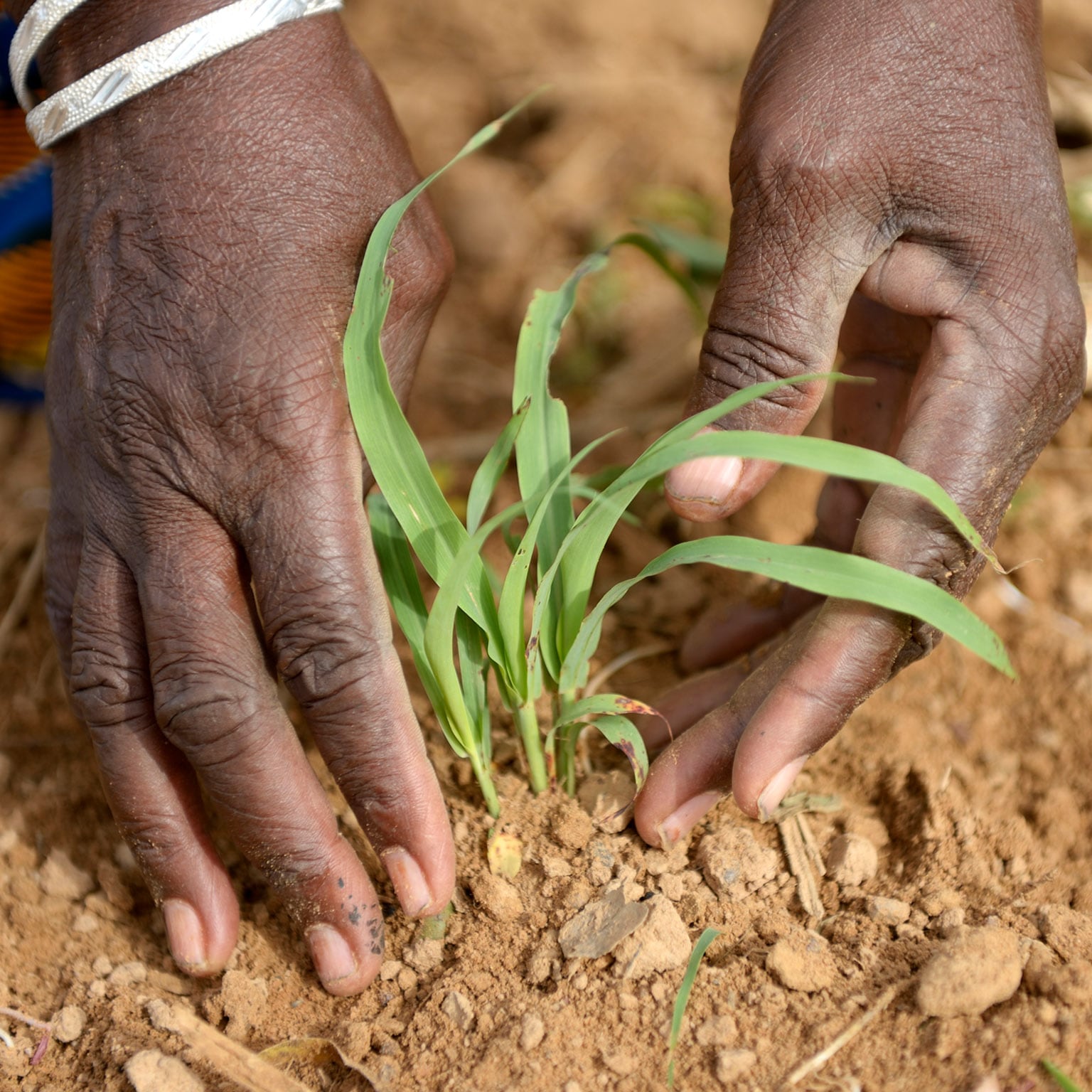 5 Agricultural Ideas You Need to Know In Africa: If You Are A Farmer.