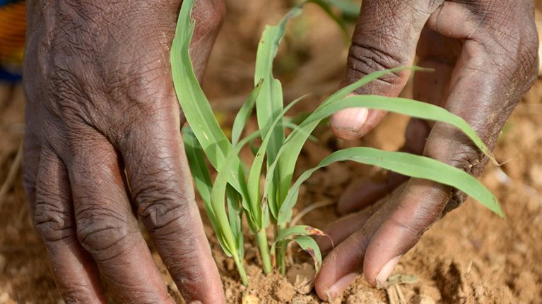 Winning in Africa's agricultural market