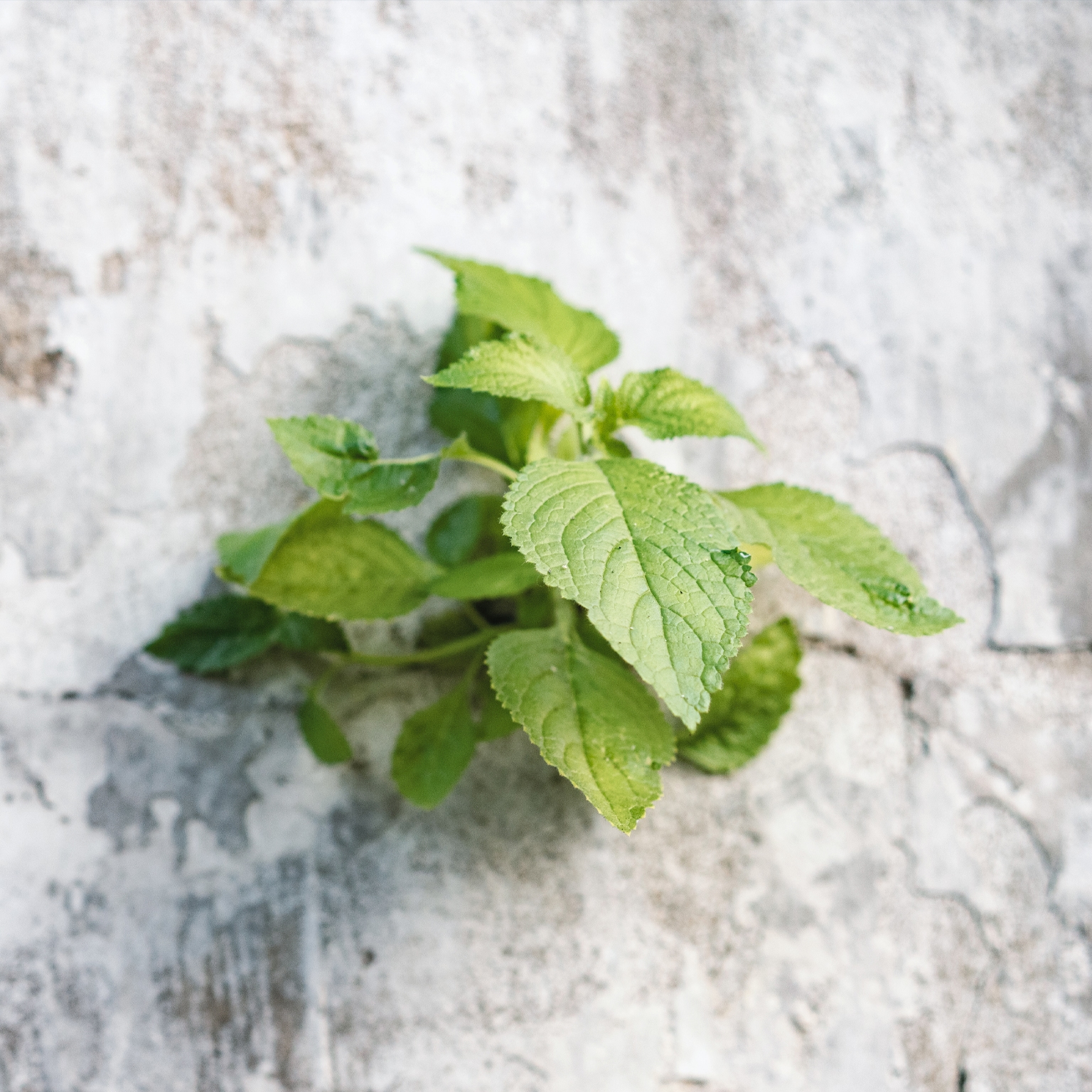 Plant growing through concrete