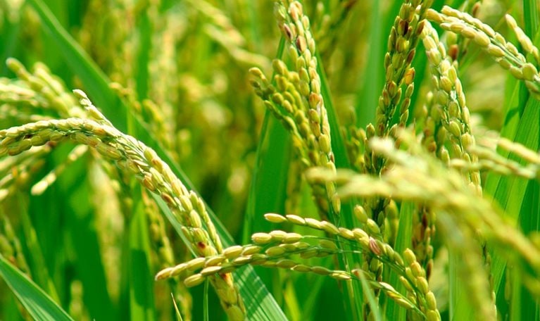 Successful agricultural transformations: Six core elements of planning and delivery