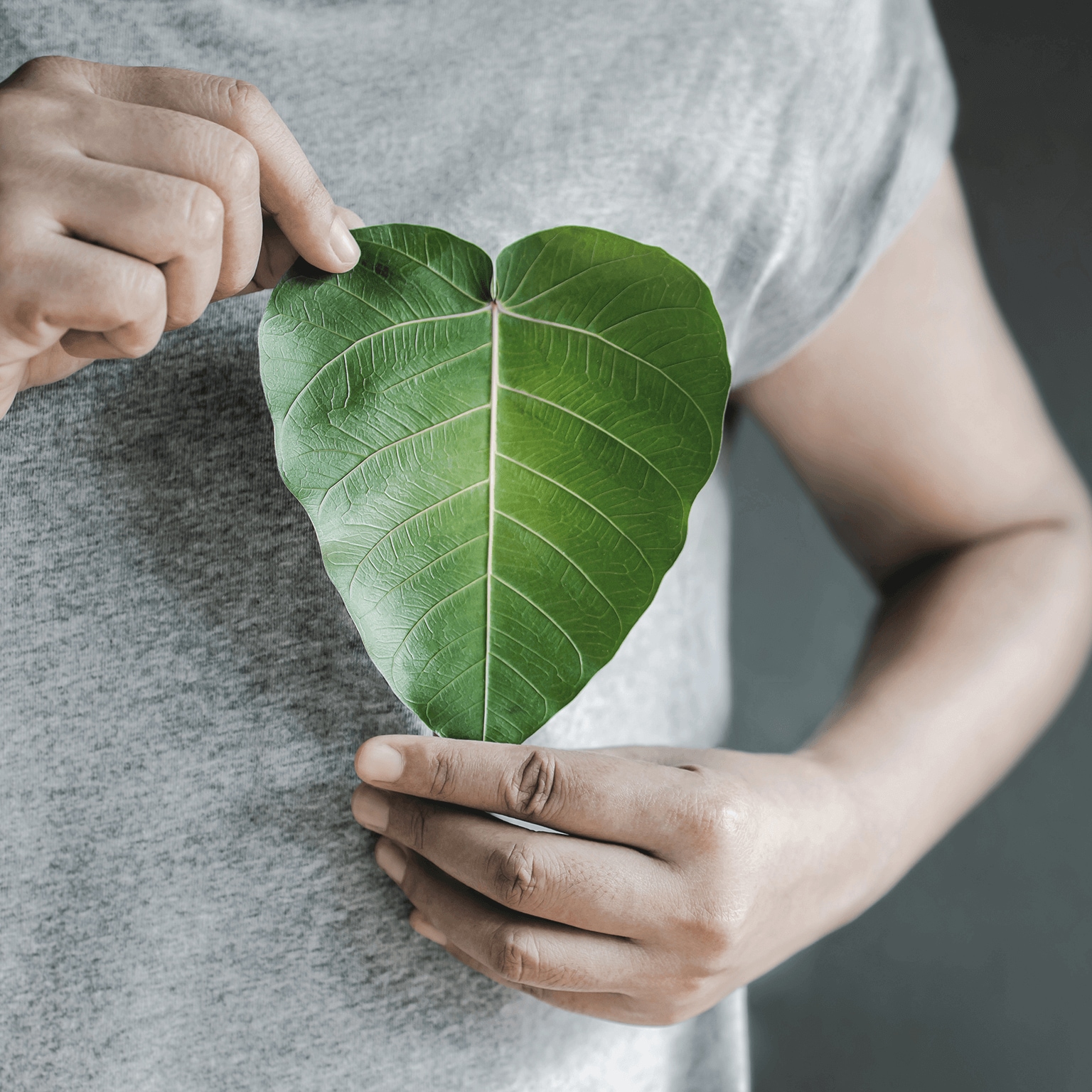 Close up of hand holding a heart shape green leaf on chest