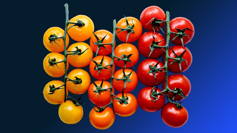 Three bunches of tomatoes on the vine lined up in order from yellow, to orange, to red.