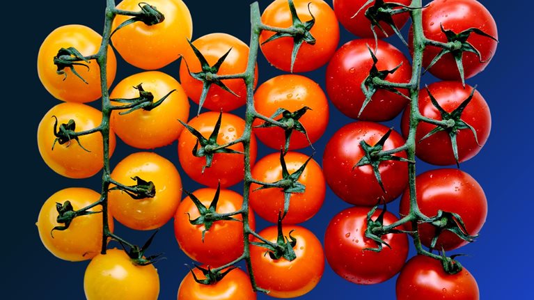 Tomatoes on the stem