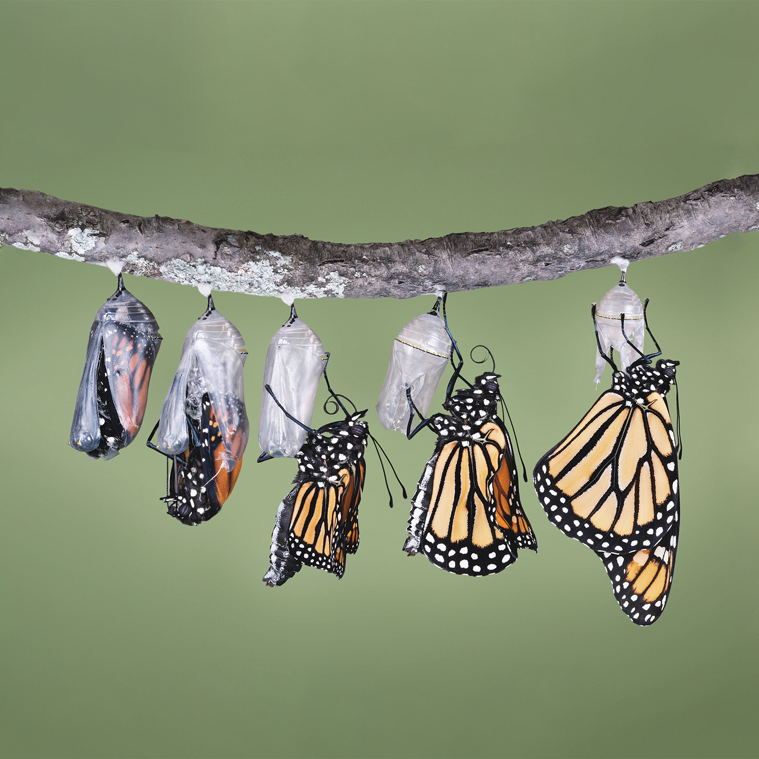 From survival to renewal: At-scale holistic transformation in the consumer goods industry