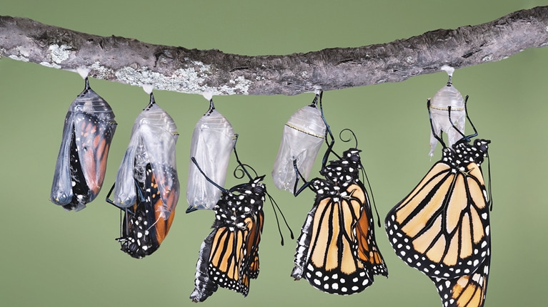 From survival to renewal: At-scale holistic transformation in the consumer goods industry