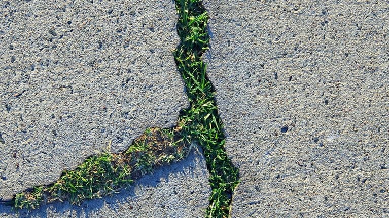 Grass growing through cracks in a concrete footpath