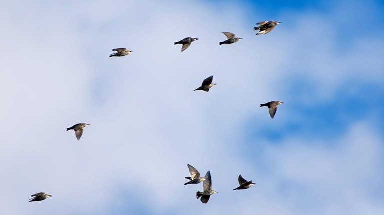 Huge groups of starlings (Sturnidae) in the sky that move in shape-shifting clouds before the night.