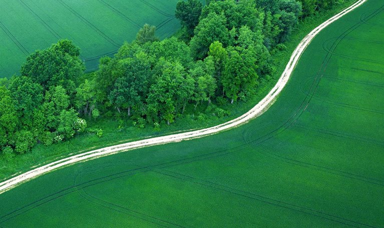 Lush green grasslands