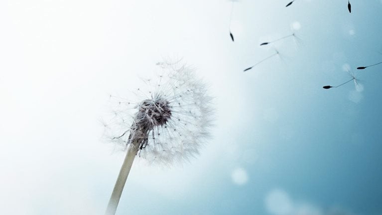 Dandelions' flying grains