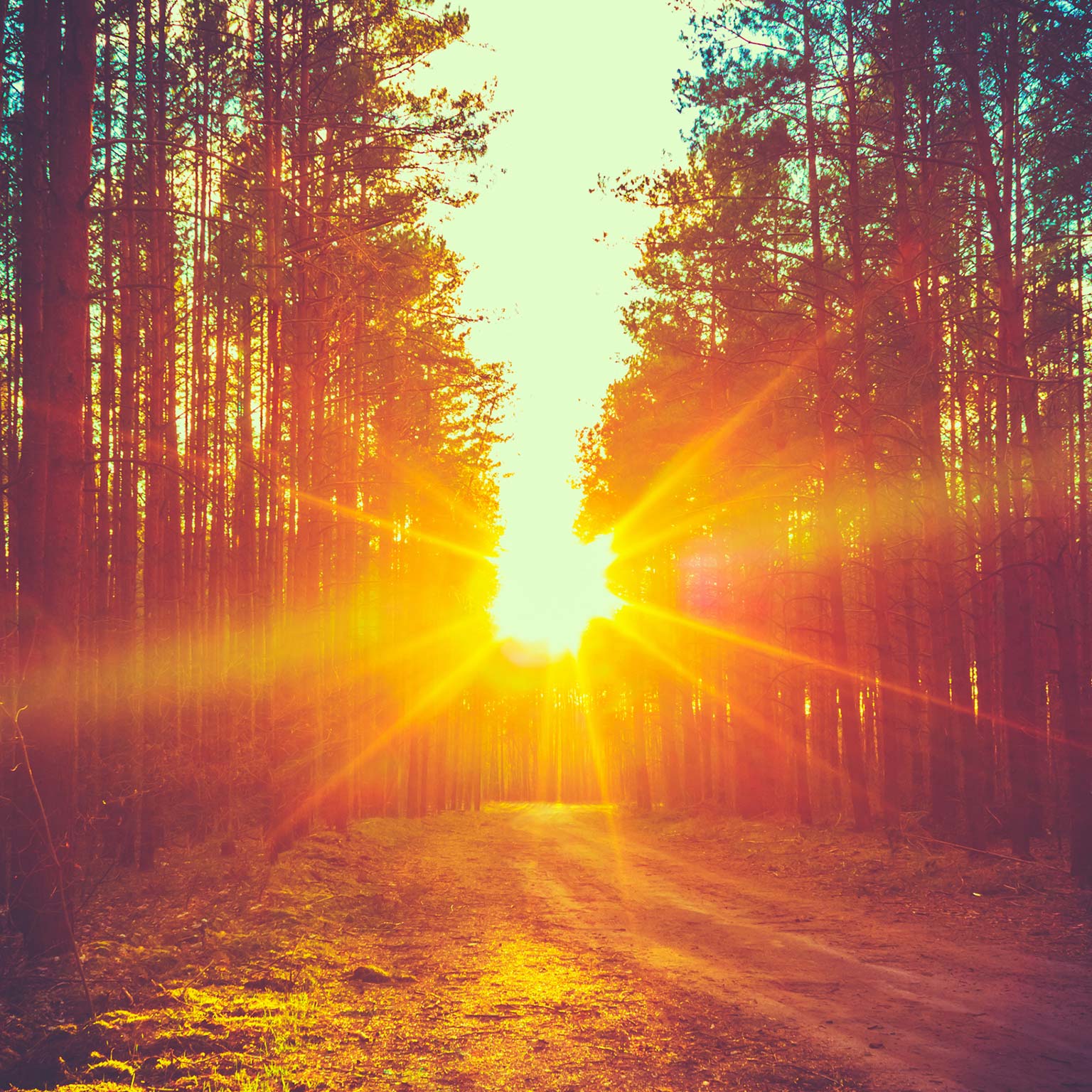 Thriving in the new abnormal: North American asset management