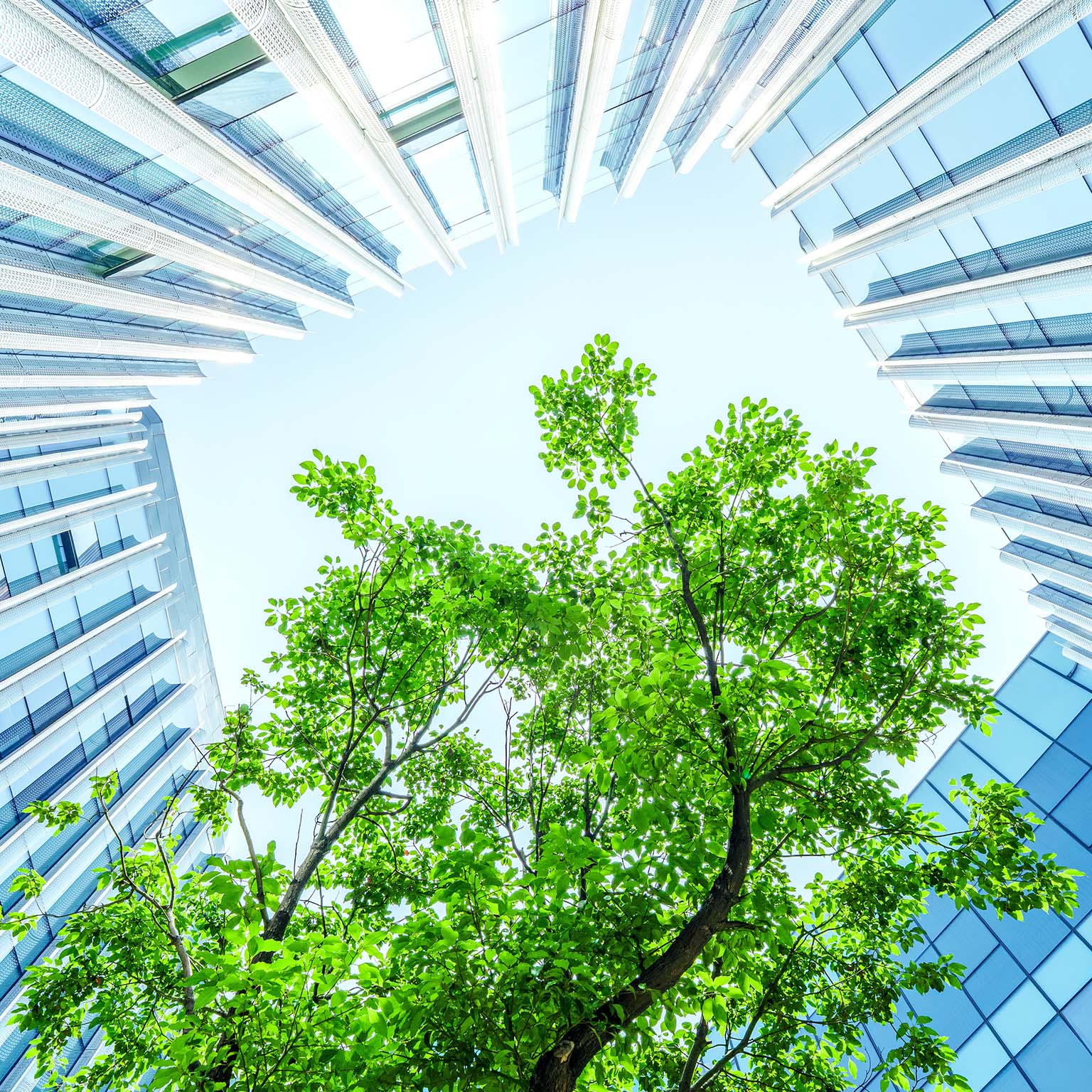 Tree canopy viewed from below between modern glass office buildings.
