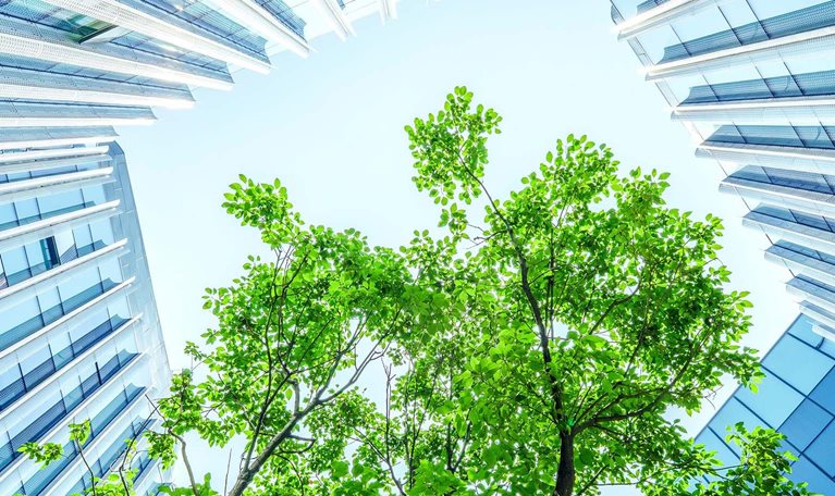Tree canopy viewed from below between modern glass office buildings.