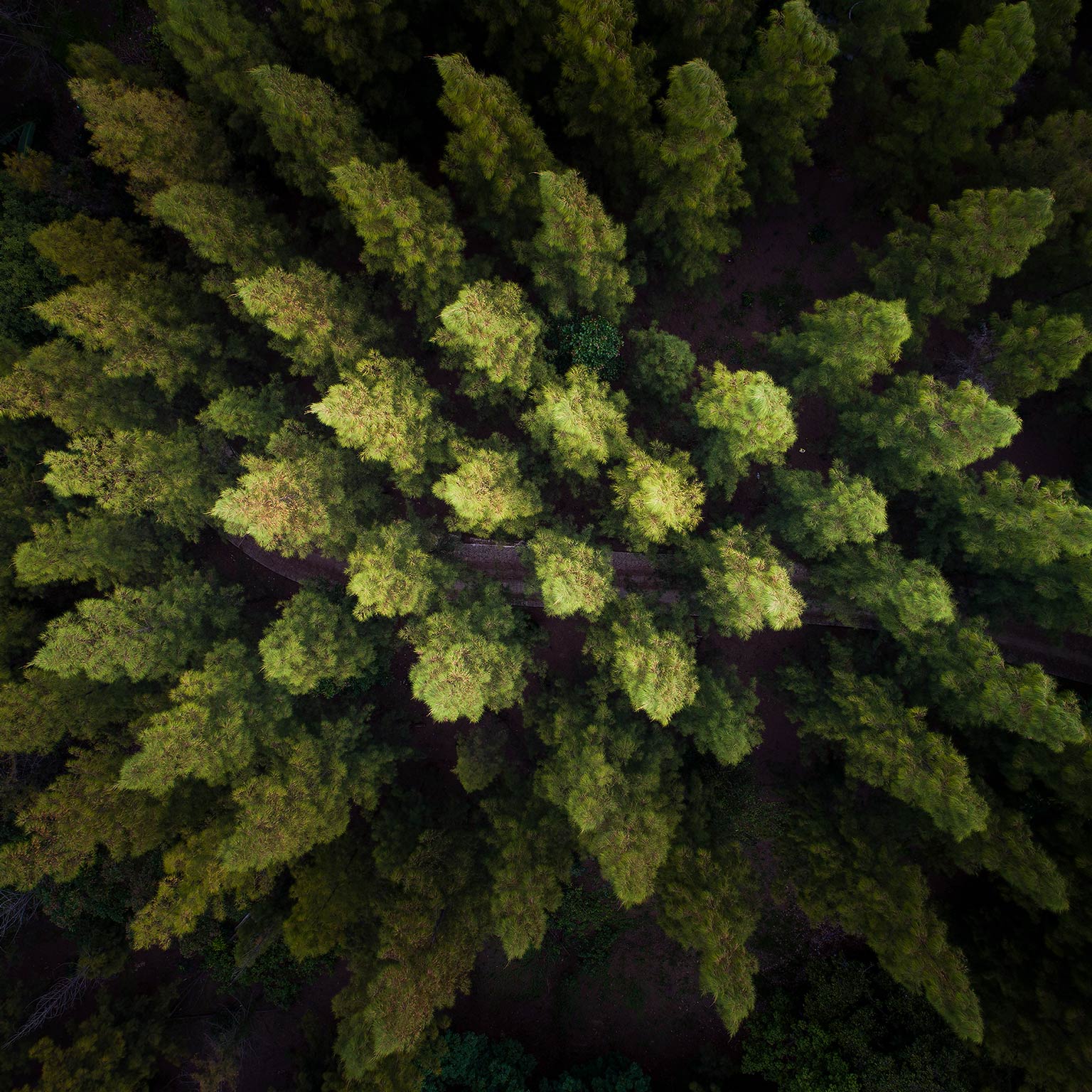 Precision forestry: A revolution in the woods