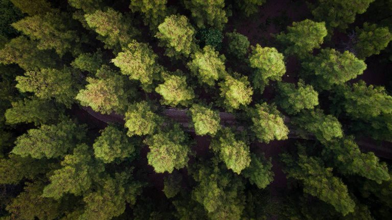 Precision forestry: A revolution in the woods