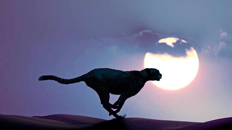 Silhouette of cheetah running in the desert
