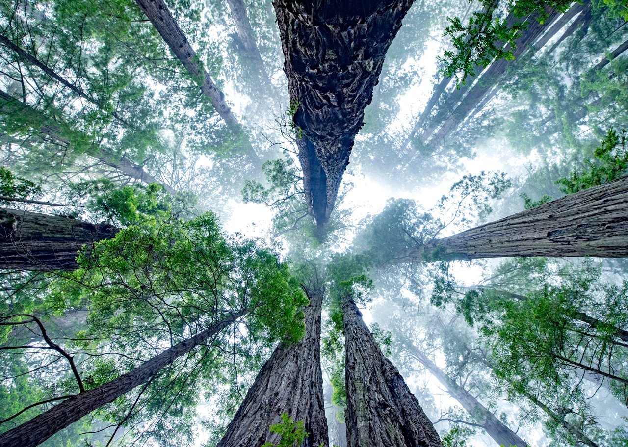 Upward view of trees