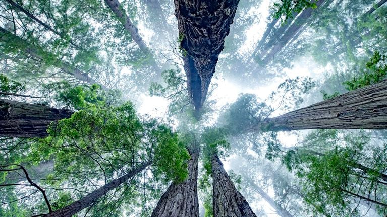 Upward view of trees