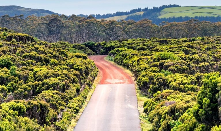 The image shows a paved road that transitions to a dirt road winding through dense green shrubs and low vegetation in a rural landscape. Rolling hills and scattered trees rise in the distance beneath a bright blue sky dotted with soft white clouds.