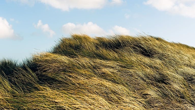 A daytime view of grassy sand dunes