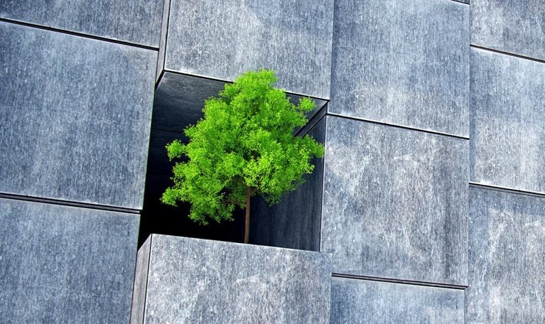 A wall of large concrete blocks. One block is missing and a modest but sturdy tree grows within the empty space.