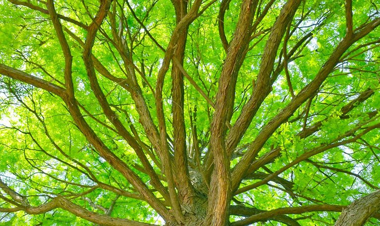 Upward shot from the trunk of a tree, looking up at the branches and green leaves